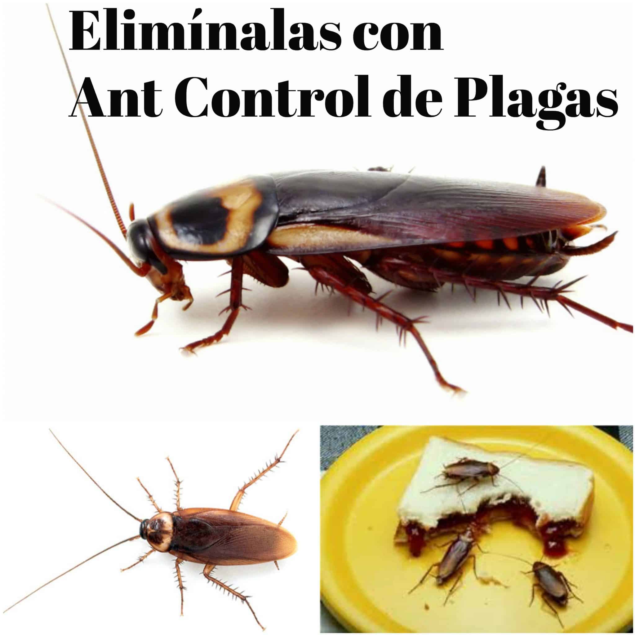 Ant Control de Plagas te enseña cómo evitar y combatir las cucarachas