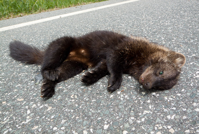 Fisher Cat, Randolph, VT