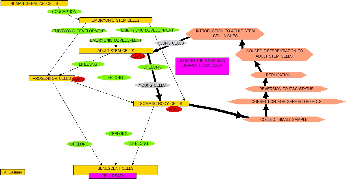 Closing the loop in the stem cell supply chain â€“ presented
