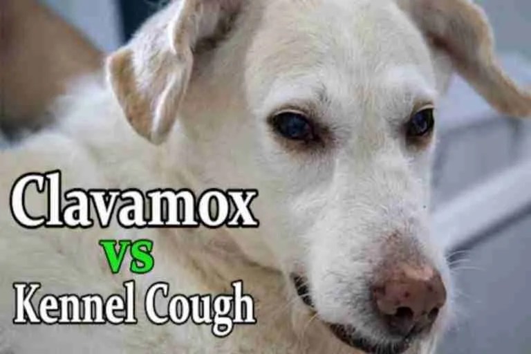 Clavamox For Dogs Kennel Cough Antibiotic Treatment