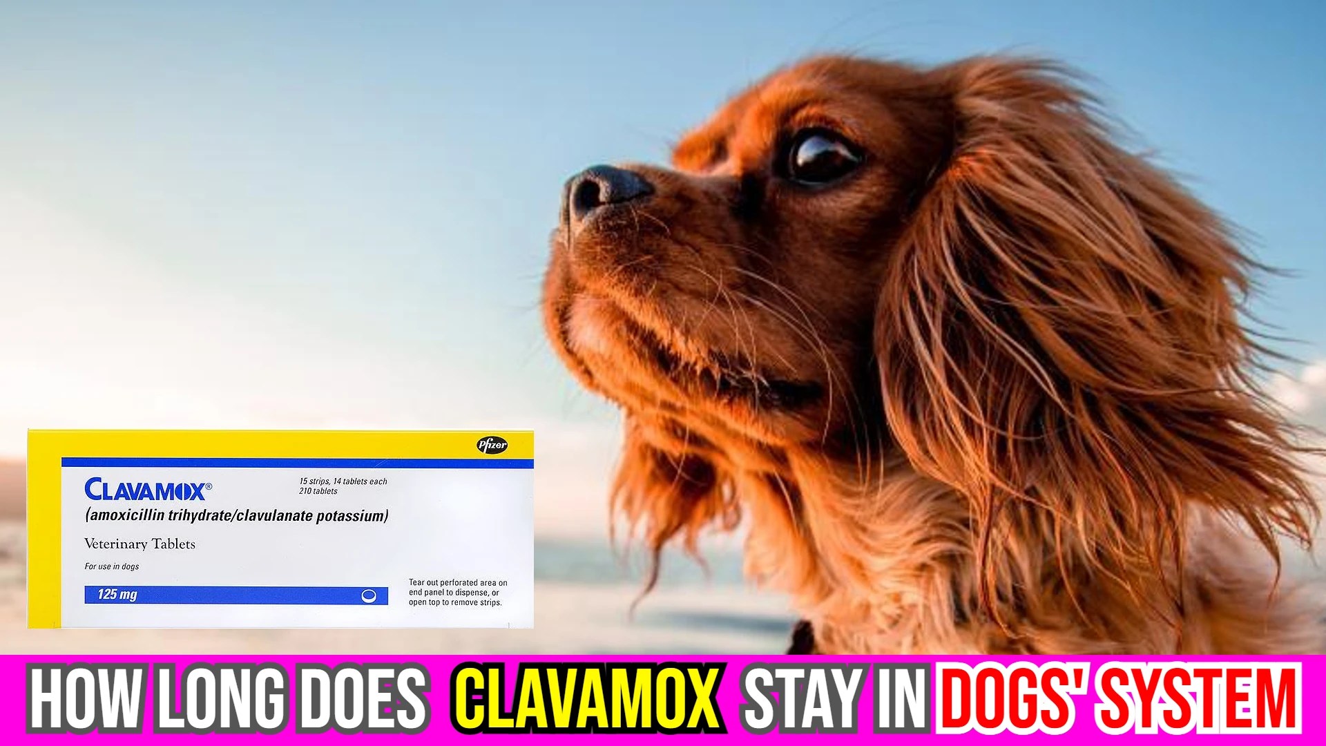 How Long Does Clavamox Stay In Dog's System?