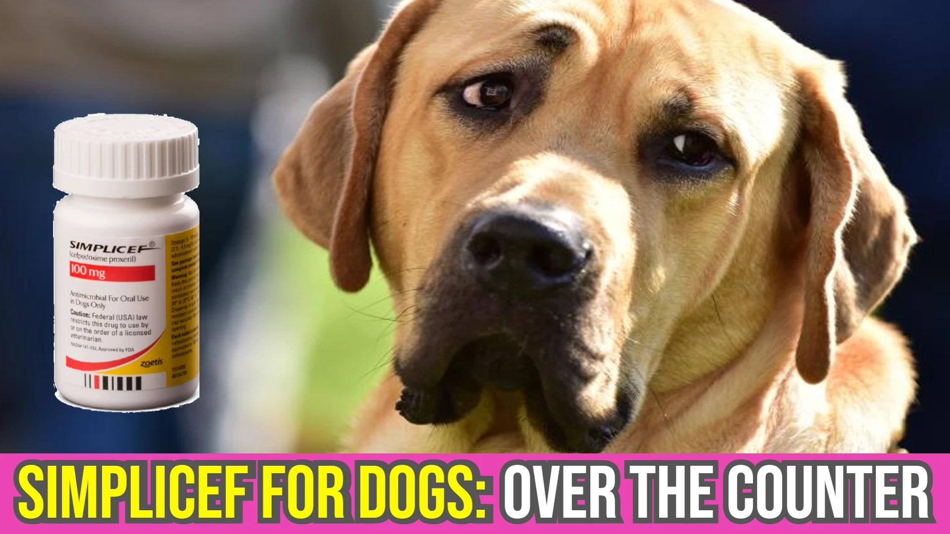 Simplicef For Dogs Over The Counter Availability