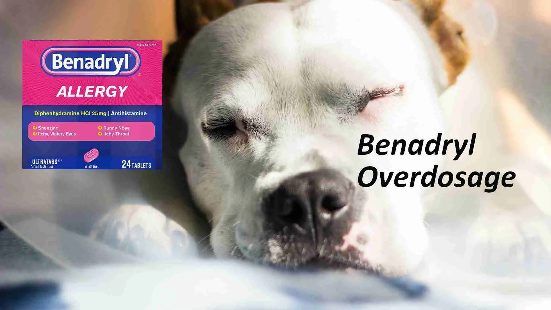 Will Benadryl Kill A Dog
