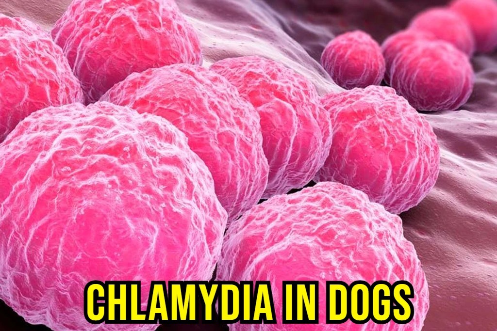 Can Cephalexin Treat Chlamydia in Dogs? Quick Answer