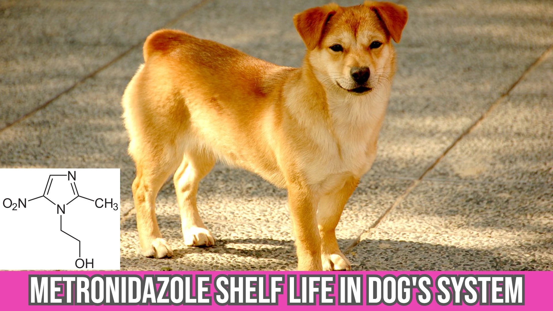 What is Metronidazole Shelf Life in Dog's System?