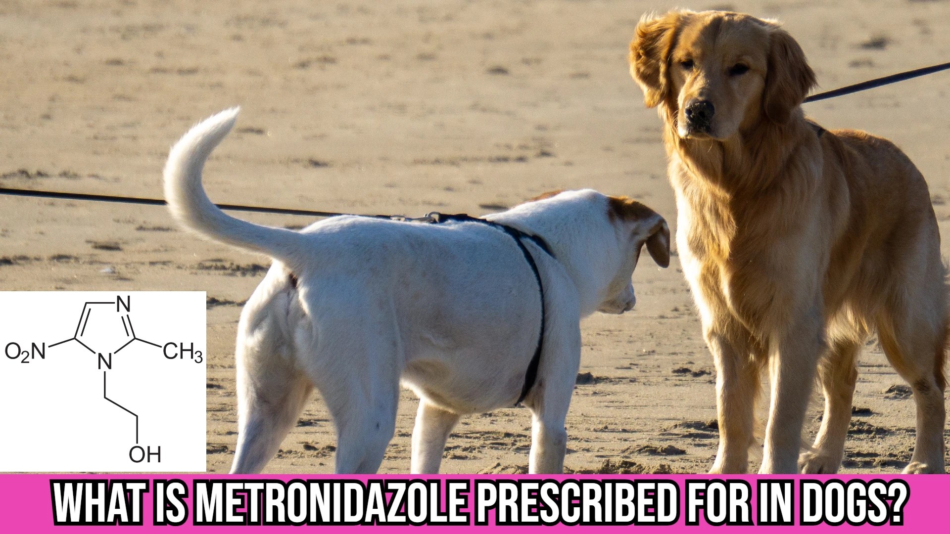 What is Metronidazole Prescribed For in Dogs & Other Canine?