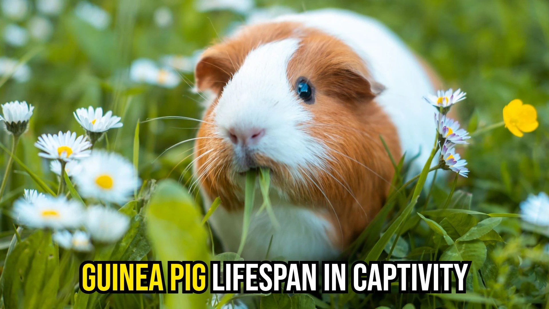 Guinea Pig Lifespan in Captivity How Long Can They Live?