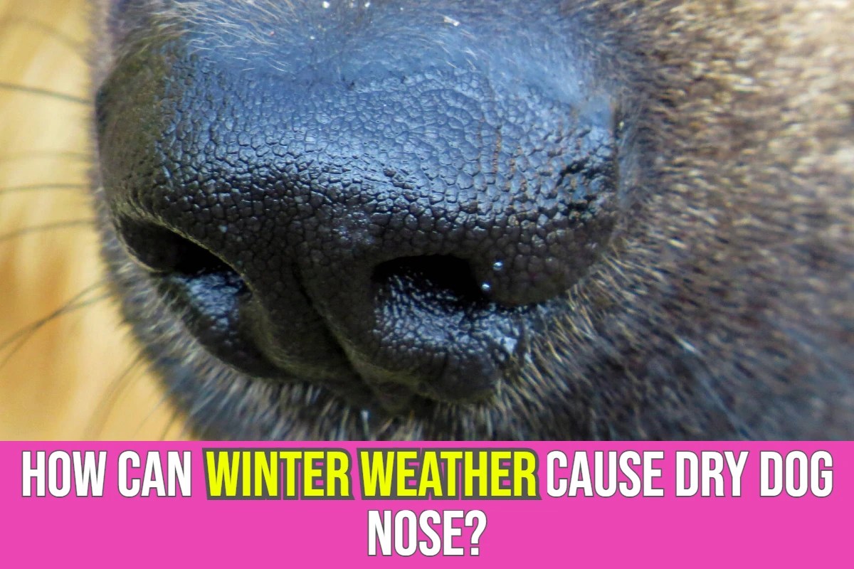 How Can Winter Weather Cause Dry Dog Nose?