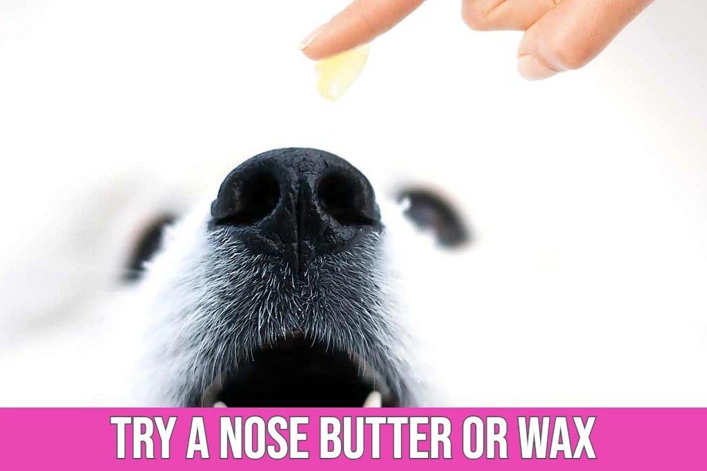 Top 10 Ways to Cure Dogs Dry Nose Problem