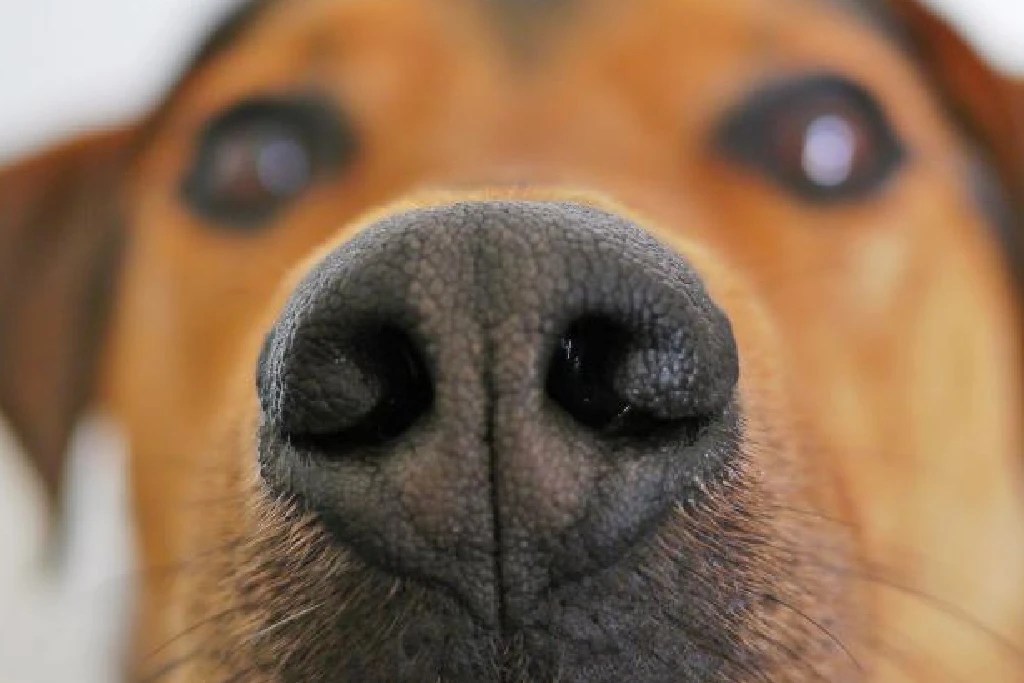 Can Vaseline Help Treat a Dog's Dry Nose?