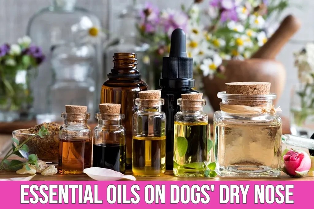 Neosporin Ointment For Dogs Dry Nose Problem? Safe or Risky?