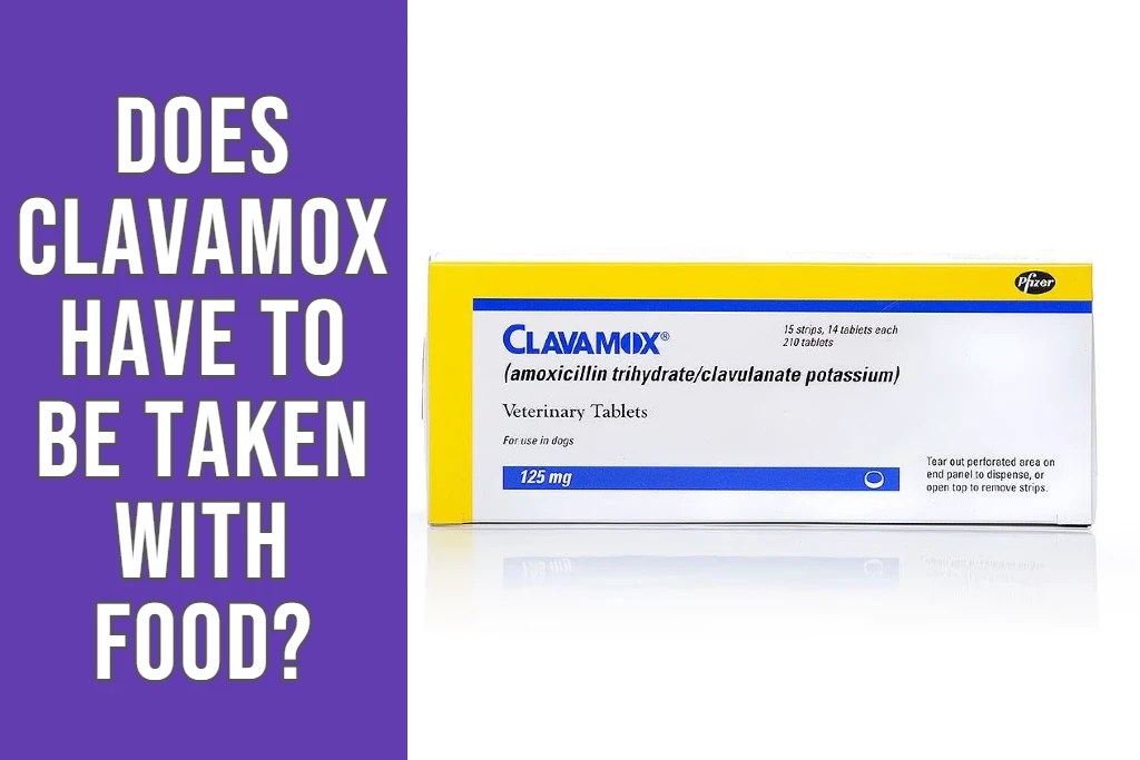 Does Clavamox For Dogs Have To Be Taken With Food?