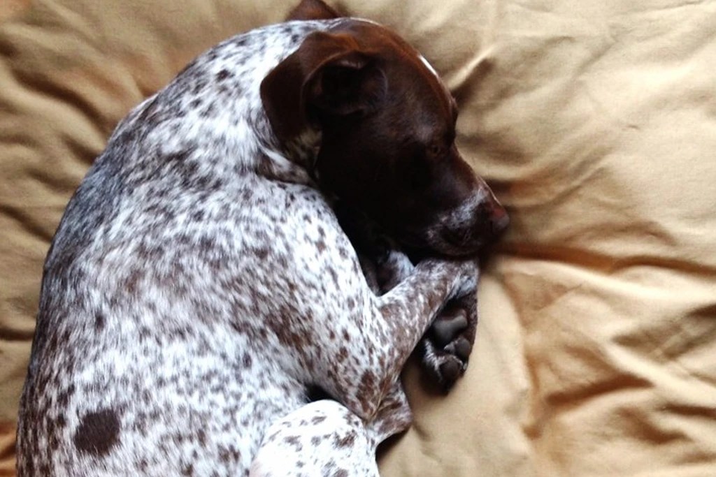 How Long Does it Take for Doxycycline to Work in Dogs?