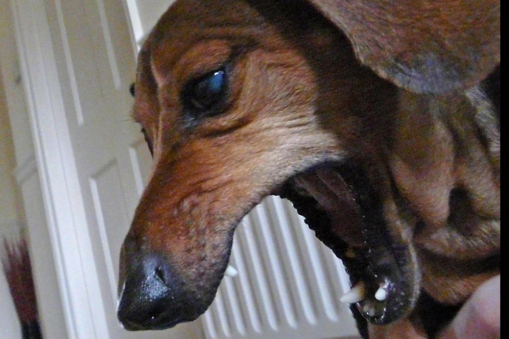 Simplicef For Kennel Cough Best Antibiotic Remedy For Dogs