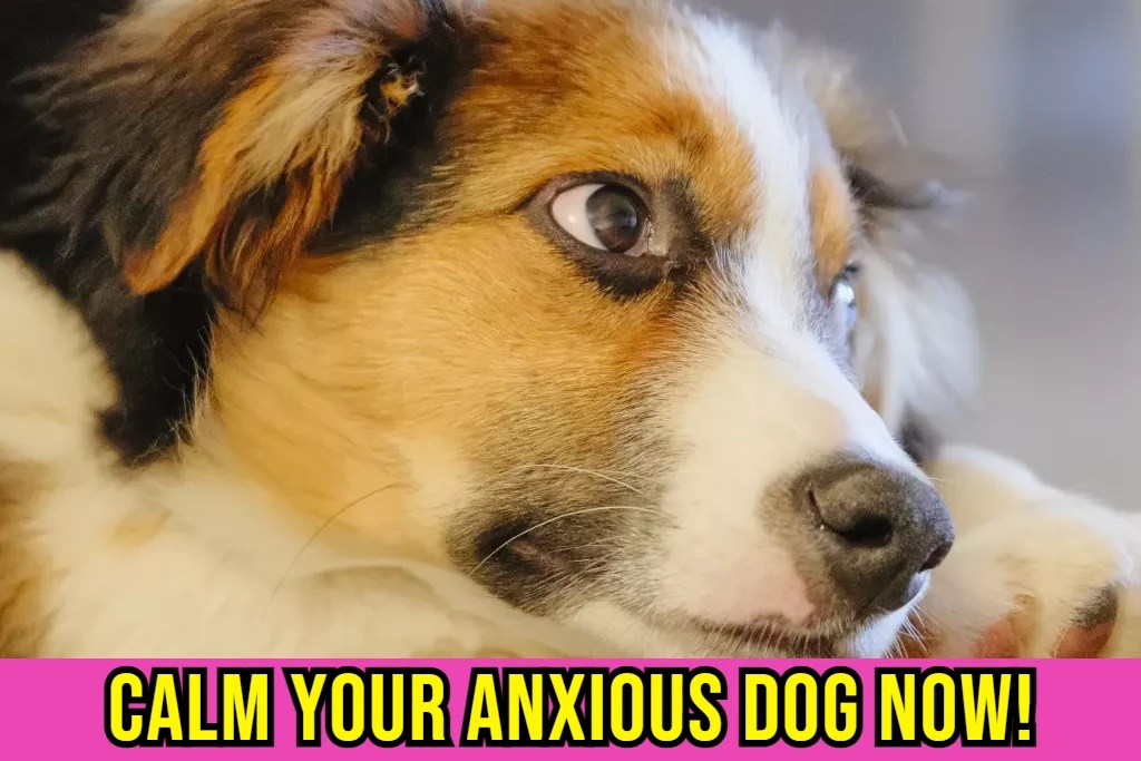 Can Benadryl Used as a Calming Agent in Dogs? Quick Answer