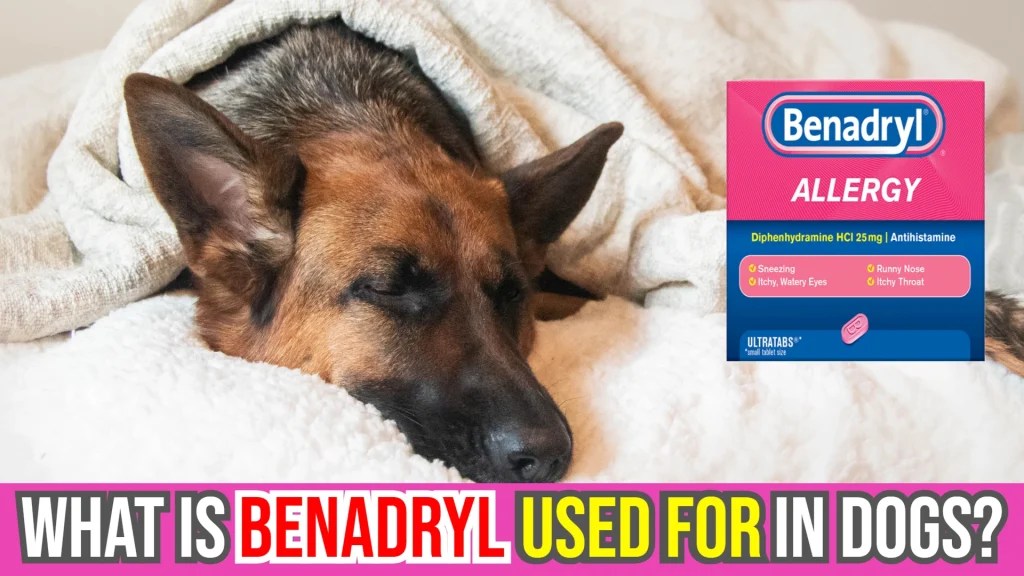 Benadryl for Dogs Safe Usage Guide & Tips Pet Health