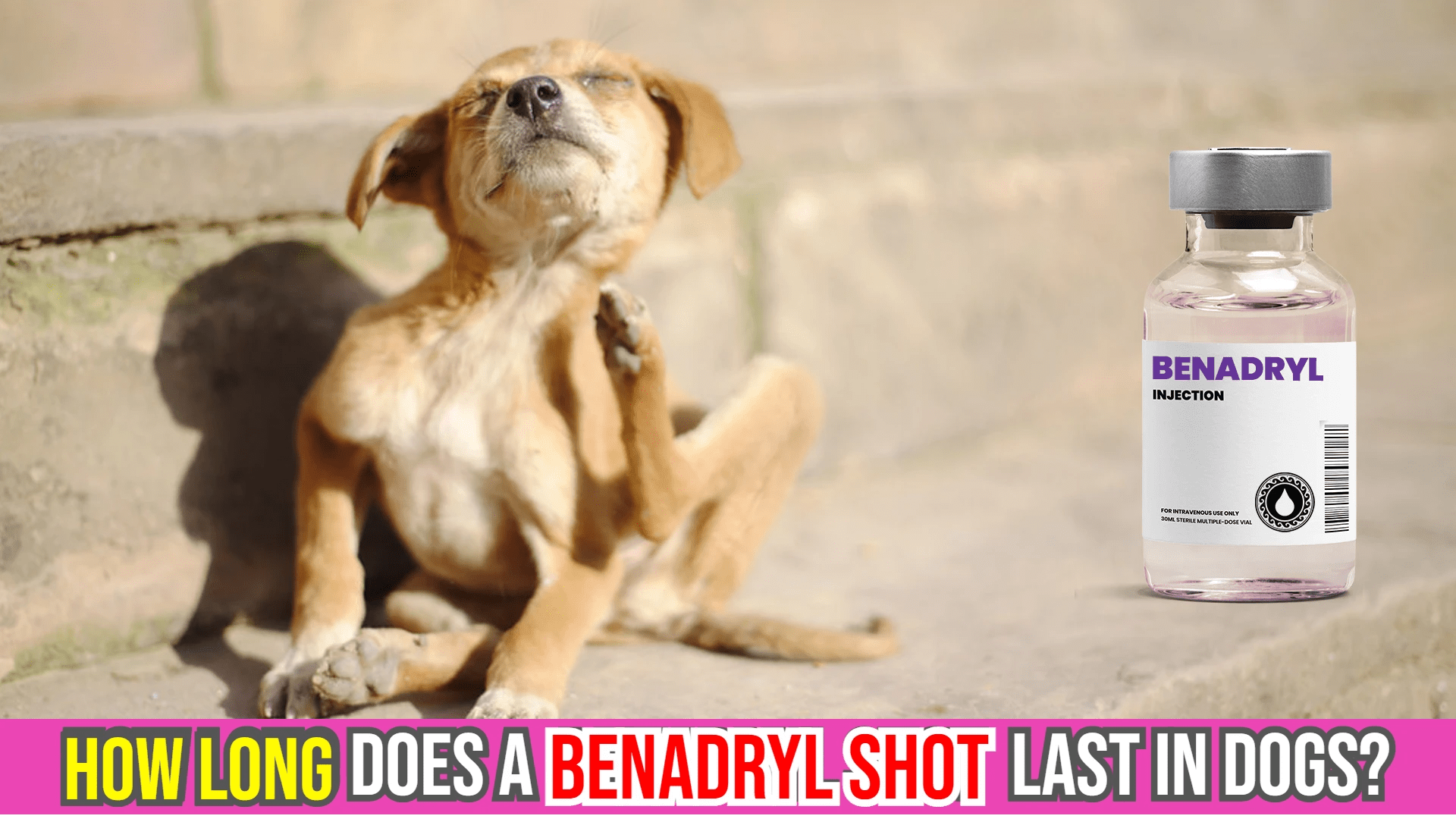 How Long Does a Benadryl Shot Last in Dogs? Quick Answer