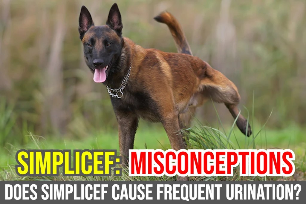 Does Simplicef Cause Frequent Urination in Dogs?