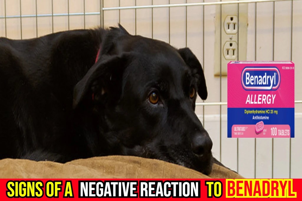 Does Benadryl Cause Increased Heart Rate In Dogs?