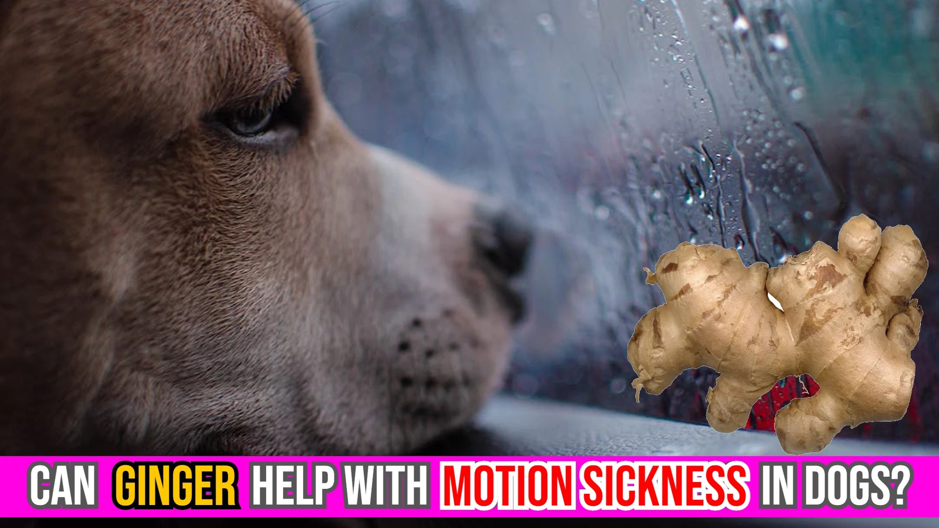 Can Ginger Help With Motion Sickness (Nausea) In Dogs?
