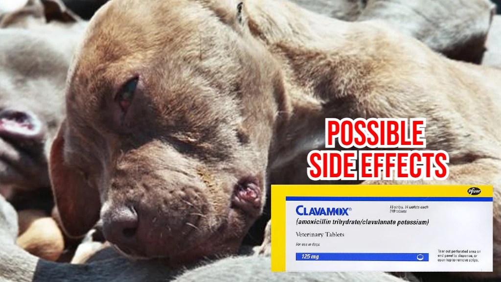 How Long Does Clavamox Stay In Dog's System?