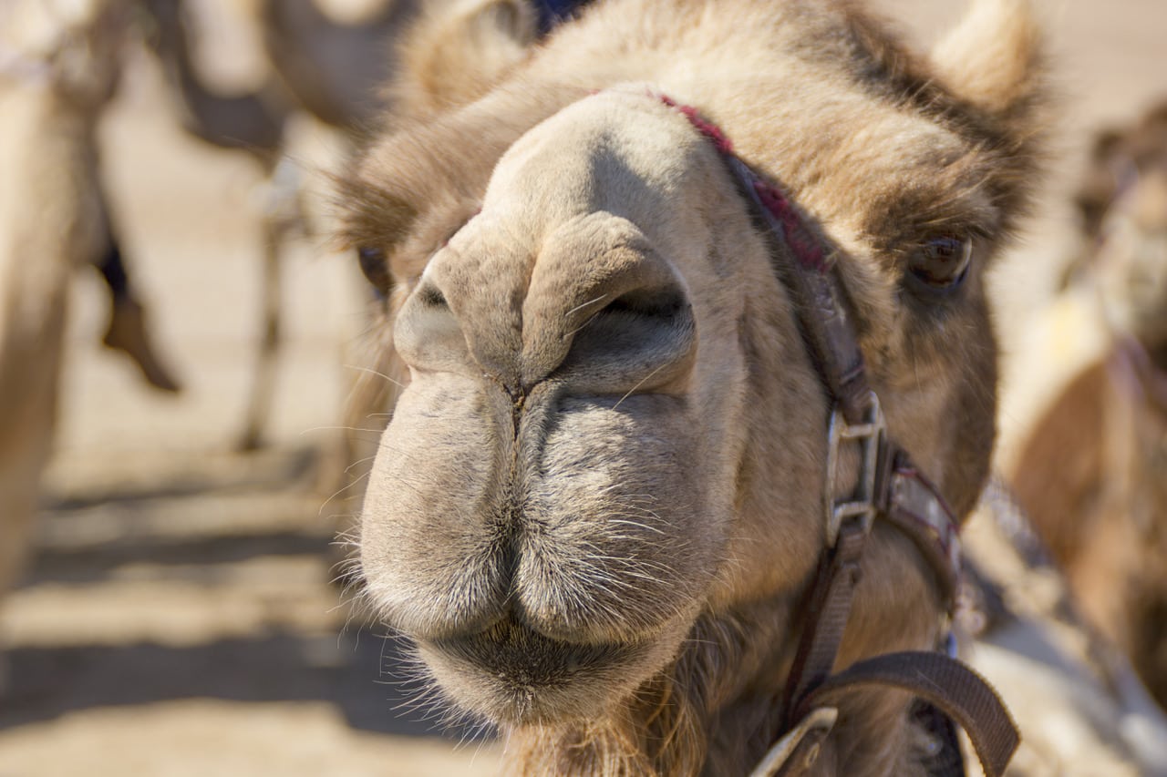 Keeping the Camel Out of the Tent Antioch Community Church