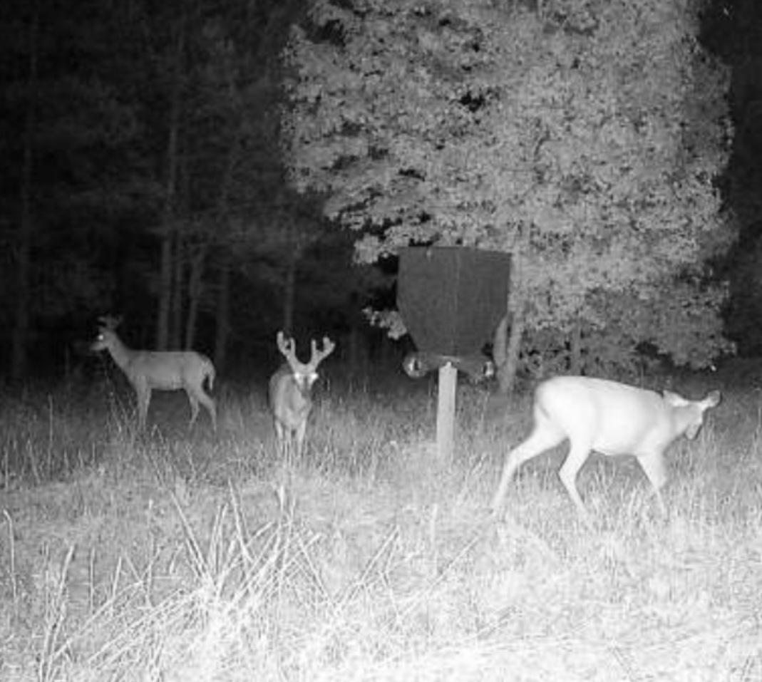Seasonal Adaptation with AntlerXtreme Simplifying Deer Nutrition Year