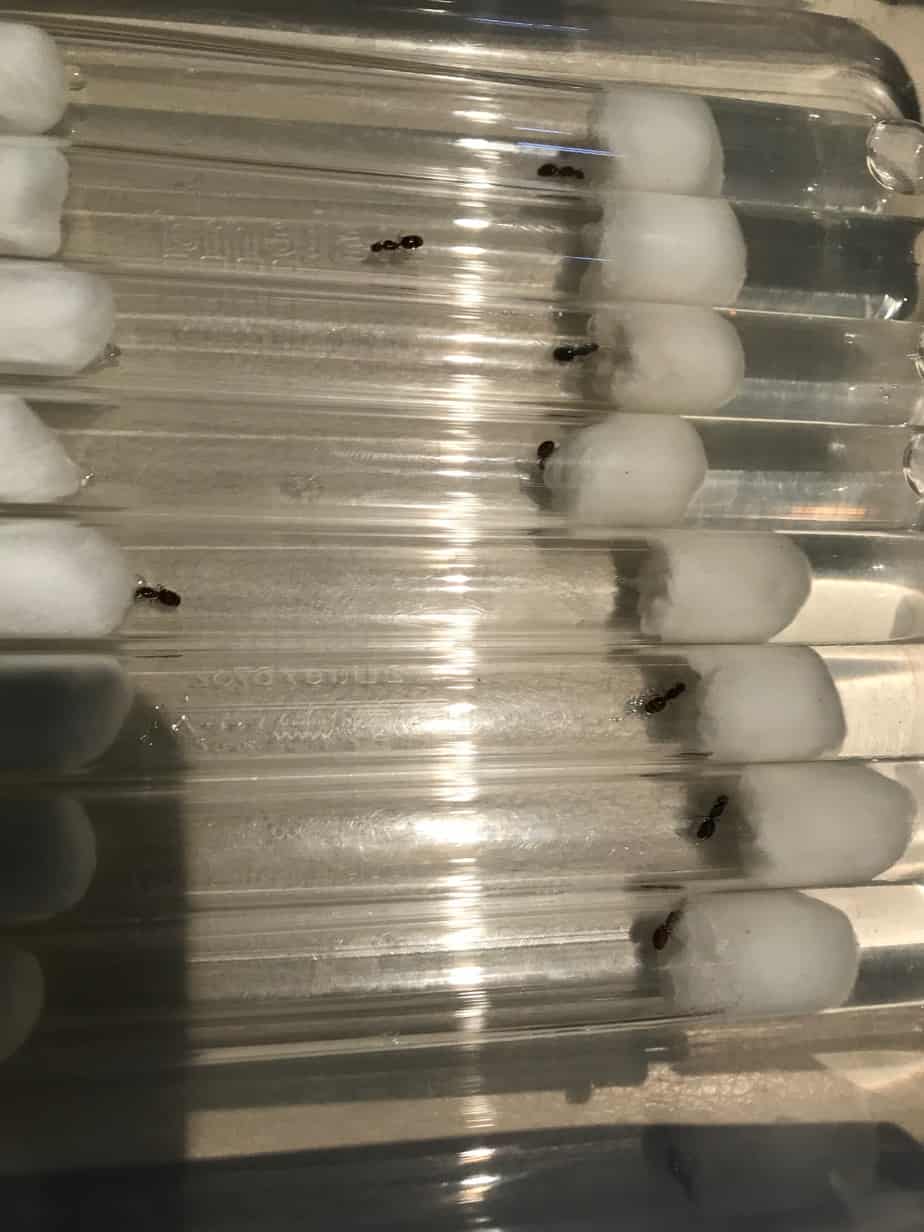 TRADING QUEENS!!! Ants Online