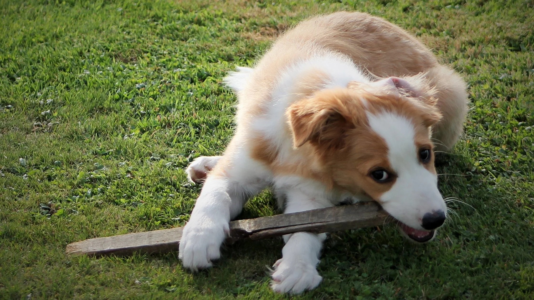 Why Do Dogs Like Sticks? Things you need to know