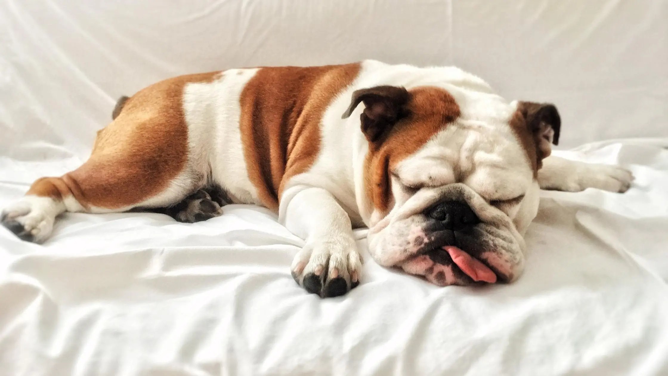 Why is My Dog Breathing Fast While sleeping? What You Need to Do