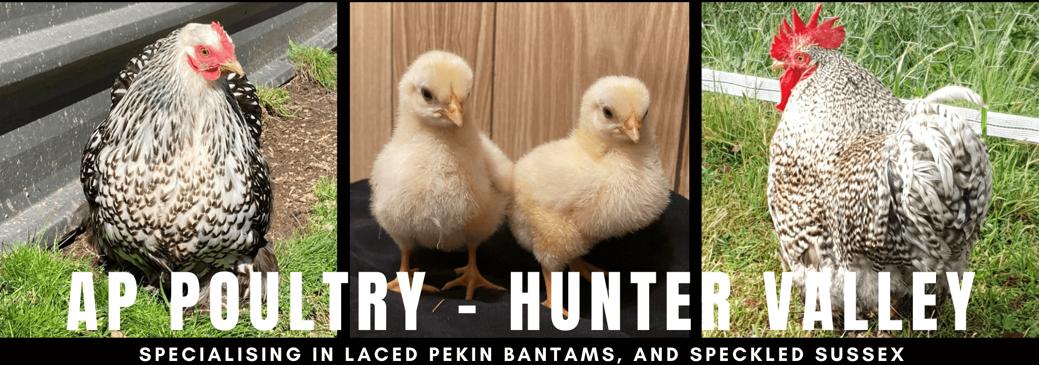 AP Poultry Hunter Valley