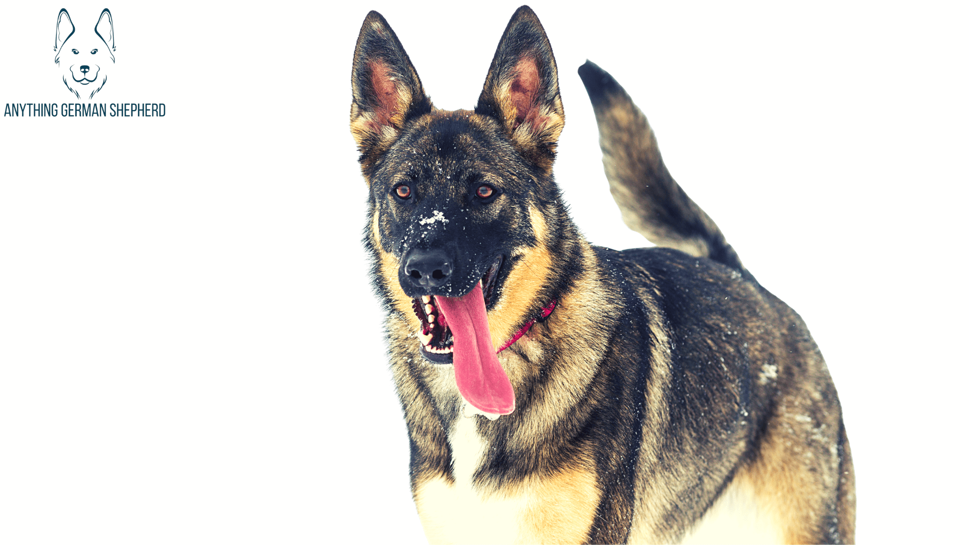 Brindle German Shepherd Rare Coat Color for the Popular GSD