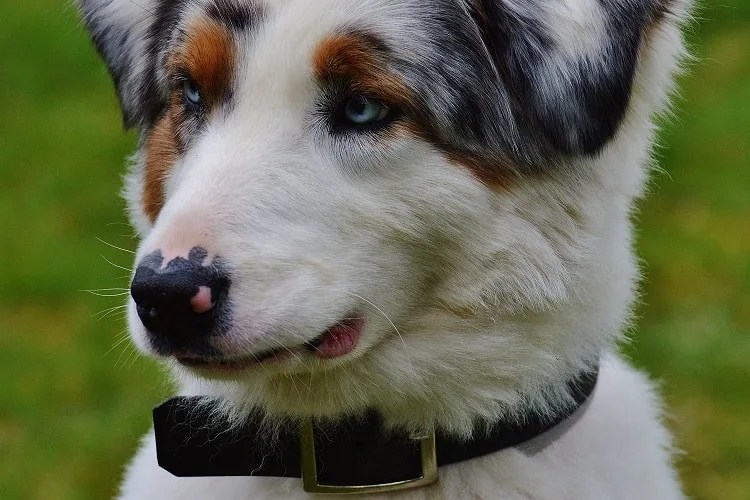 Best Flea & Tick Treatments for Australian Shepherds Anything German