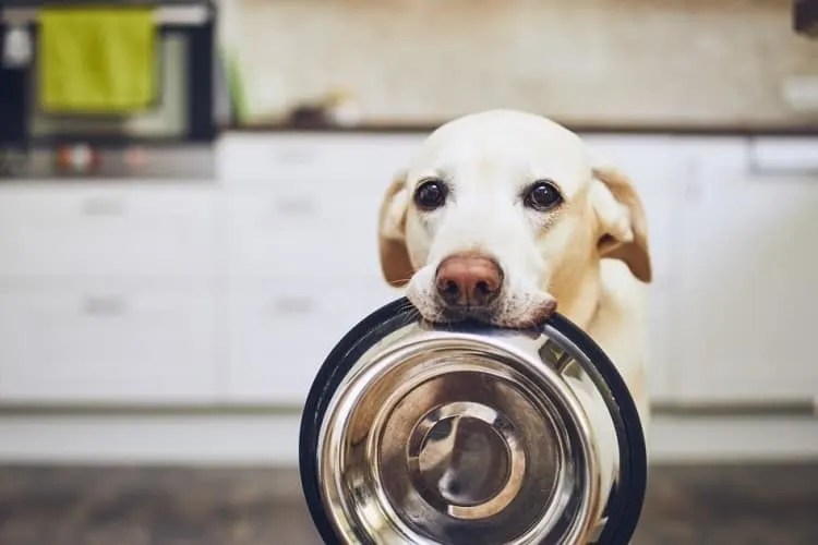 Can Dogs Eat Lunch Meat?