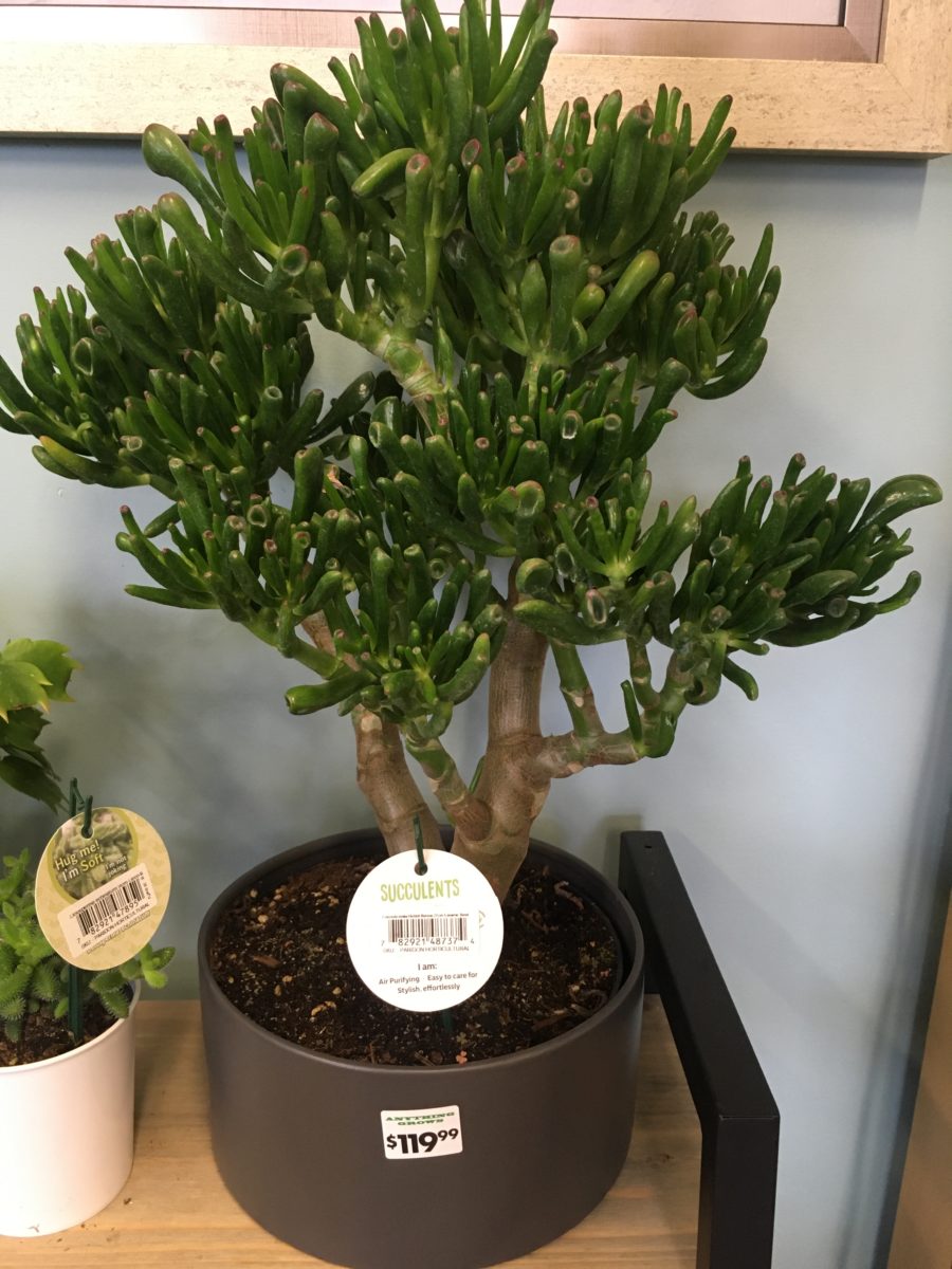 Large Succulent Bonsai Tree (with Ceramic Pot) Tropicals