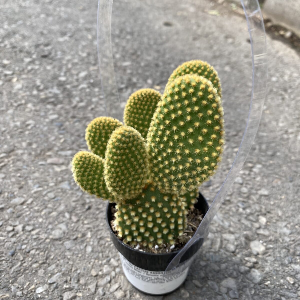 Yellow Bunny Ears Cactus (Opuntia Microdasys) Tropicals