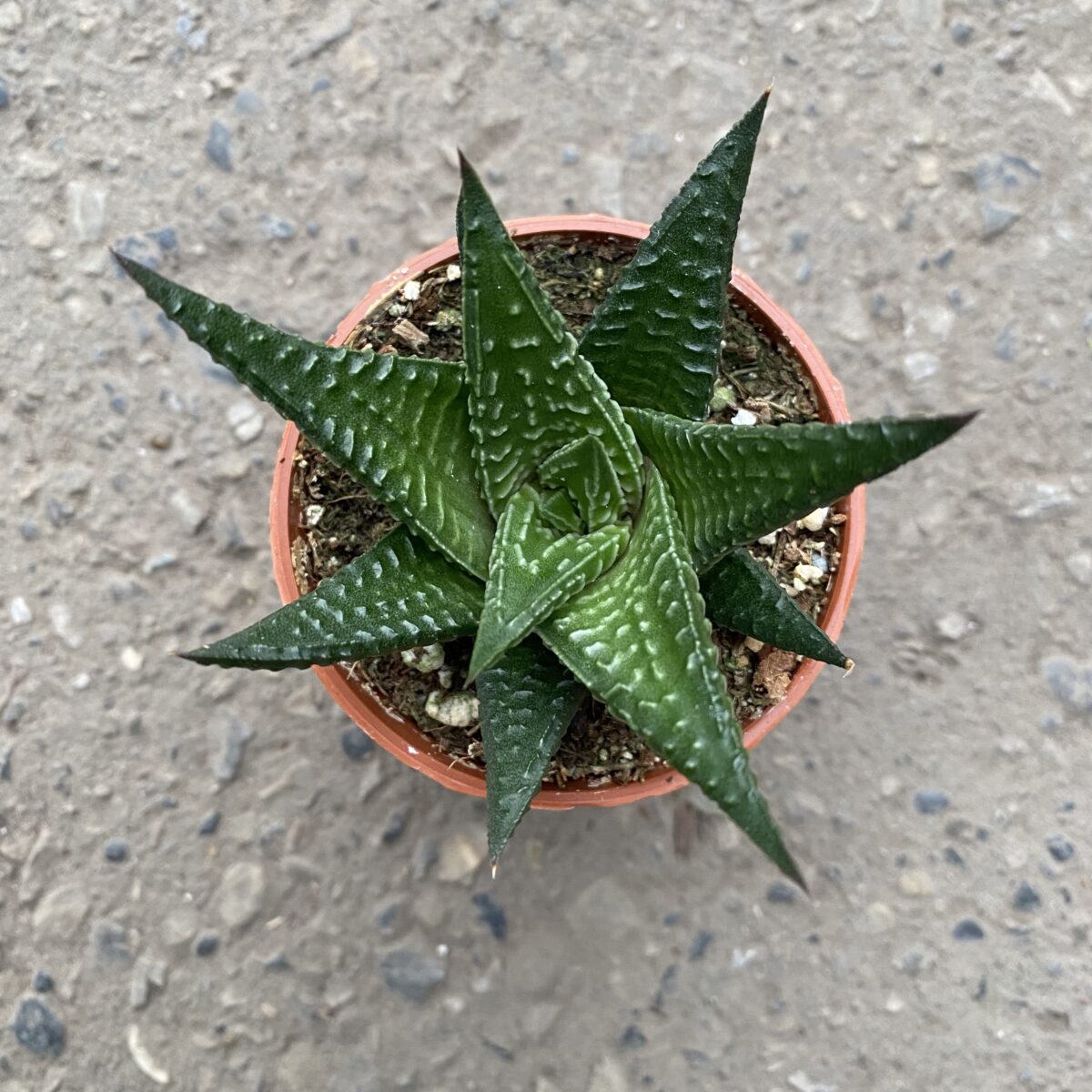 Haworthia 'Limifolia' Tropicals/Houseplants Cochrane