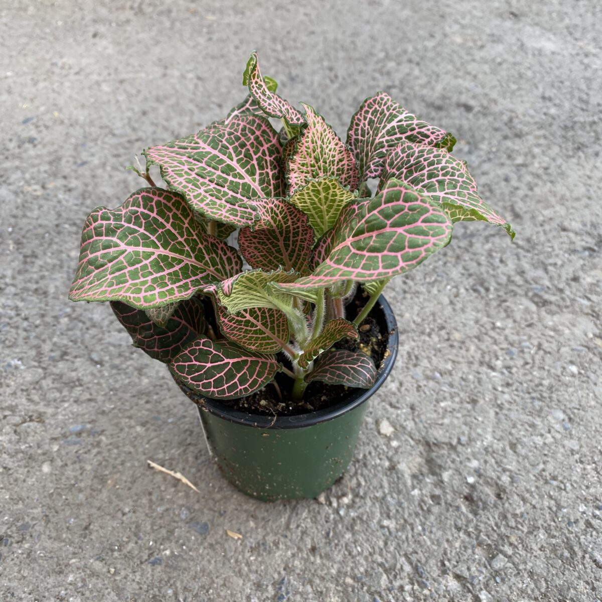 Pink Nerve Plant (Fittonia 'Janita Red') Tropicals