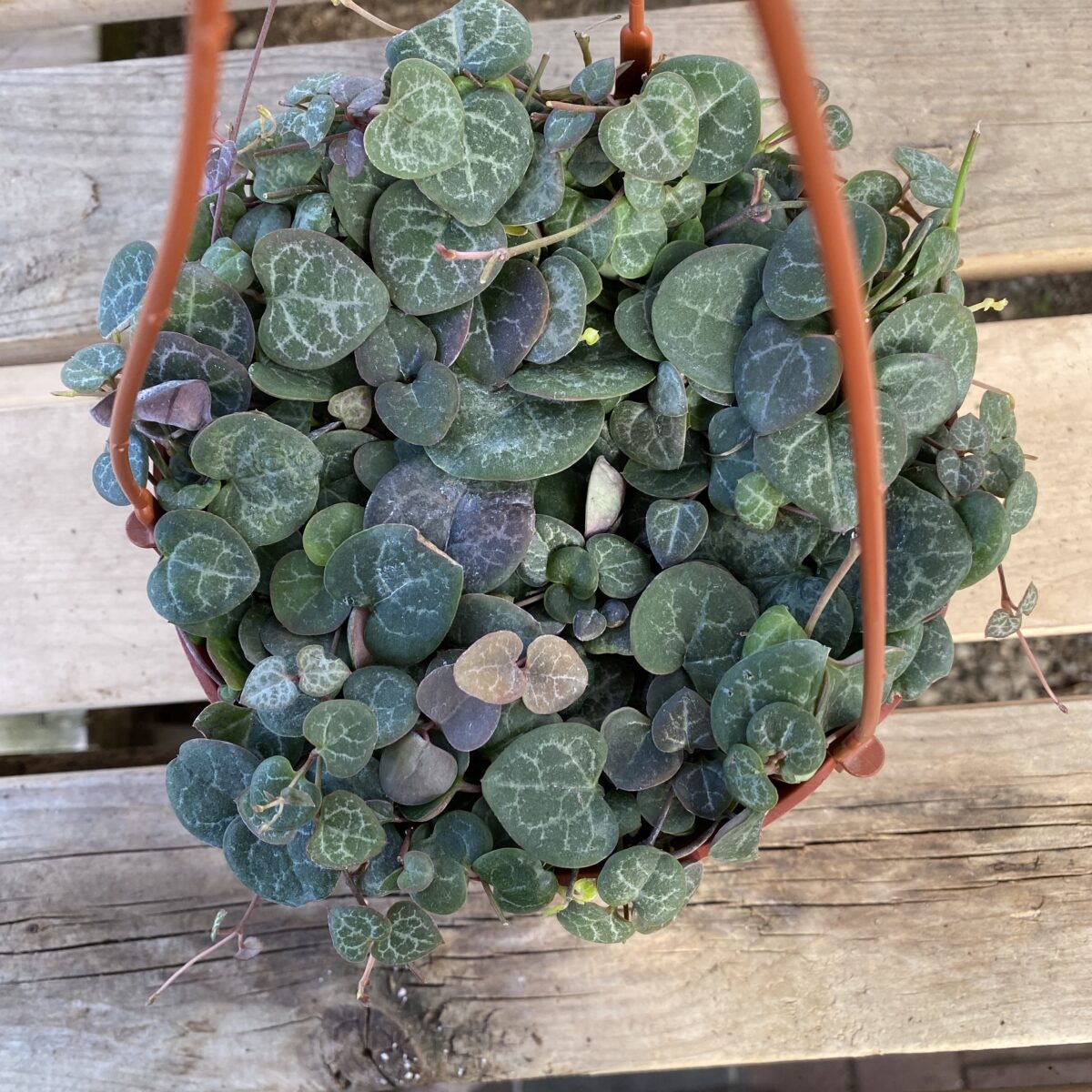 String of Hearts (Ceropegia Woodii) Tropicals