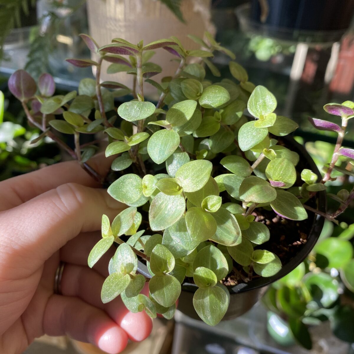 Callisia Repens (Turtle Vine) Tropicals/Houseplants