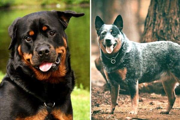 How Blue Heeler Rottweiler Mix is More Compatible than You