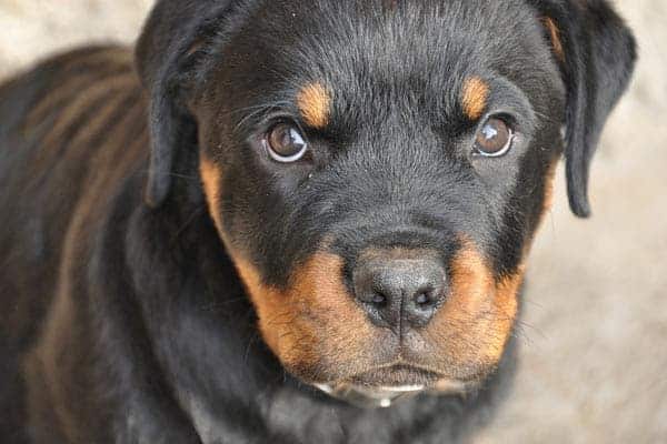 Male vs Female Rottweilers What are the differences