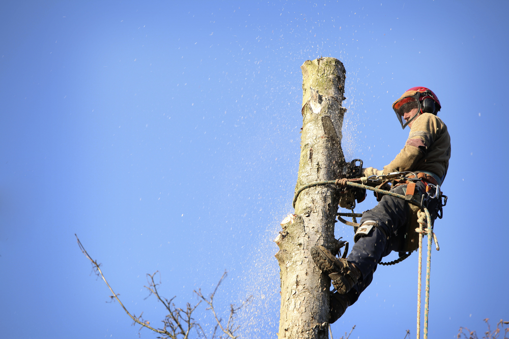 The Importance of Dead Tree Removal Any Town Tree