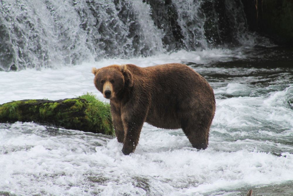 Katmai National Park Bear Viewing Best Time Getting to Brooks Falls