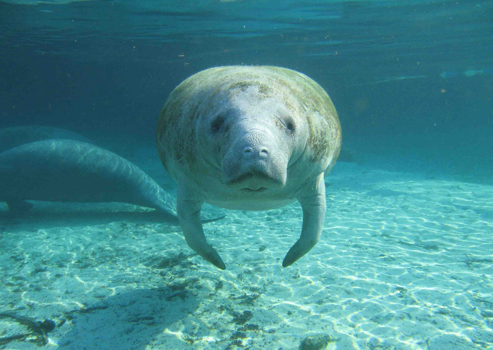 Manatees in Florida, Crystal River Swim See Best Time