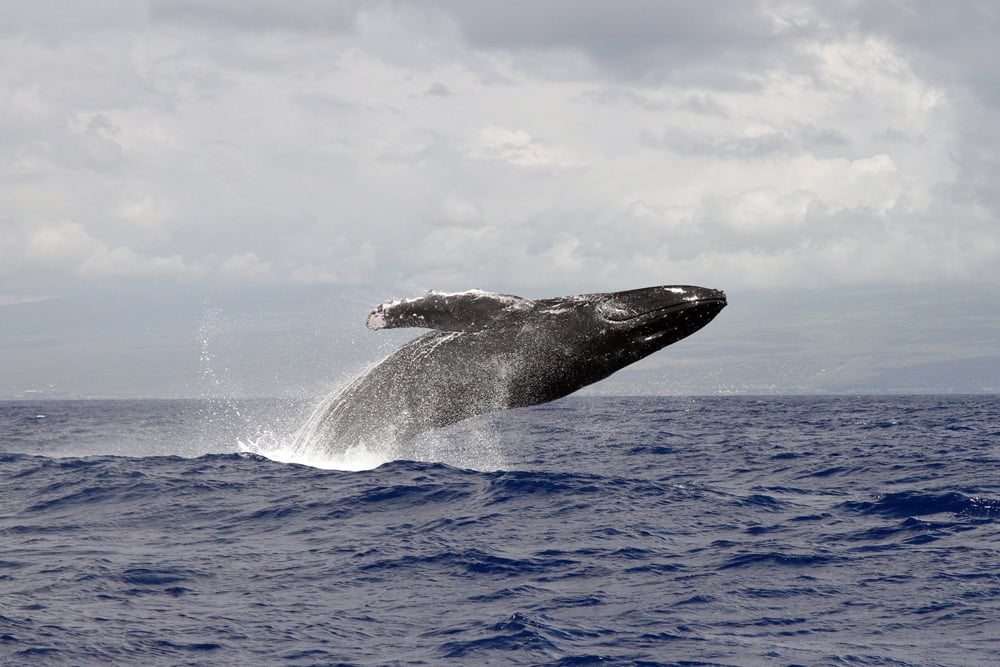 Maui Whale Watching Season Best Time Monthly Tips