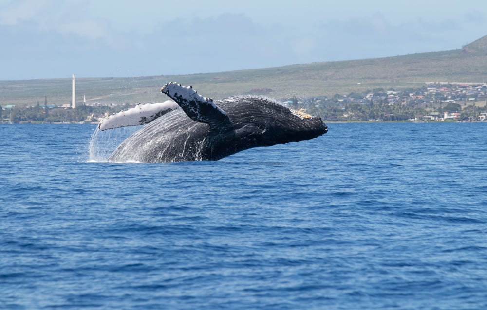 Maui Whale Watching Season Best Time Monthly Tips