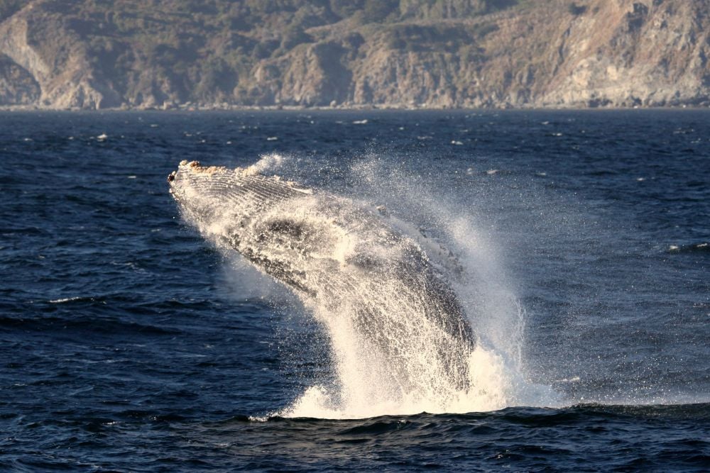 Monterey Whale Watching Season | + 7 Must-Know Tips