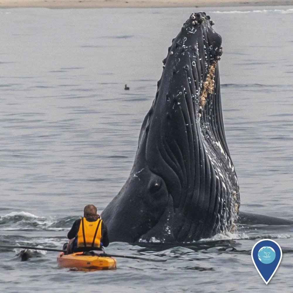 Monterey Whale Watching Season + 7 MustKnow Tips