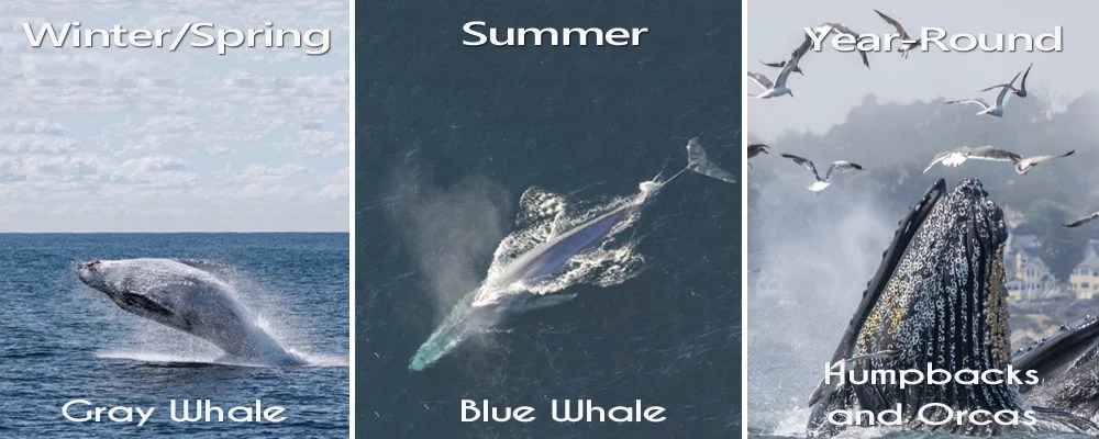 Monterey Whale Watching Season | + 7 Must-Know Tips